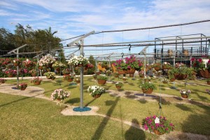 Costa Farms Season Premier 2016