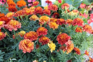 Costa Farms Season Premier 2016