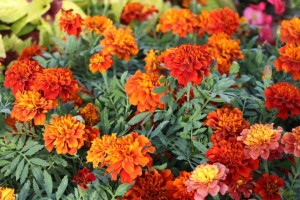 Costa Farms Season Premier 2016