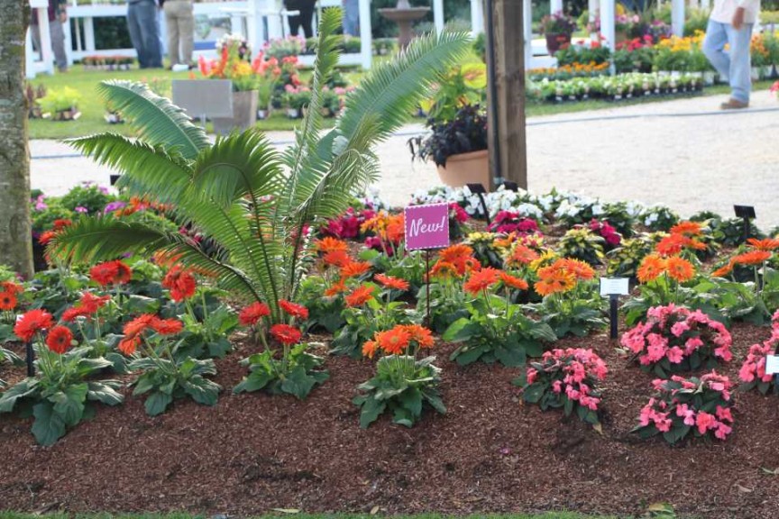 Costa Farms Season Premier 2016