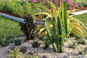 Costa Farms Season Premier 2016