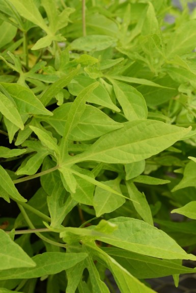 Ipomoea SolarPower Series from Ball Horticulture (J.C. Raulston Arboretum field trails 2015)