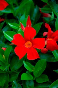 15 Flowering Foliage And Tropical Plants For The Home And Garden