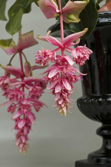 15 Flowering Foliage And Tropical Plants For The Home And Garden