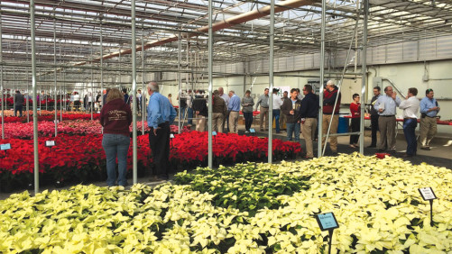 Millstadt Young Plants Hosting Poinsettia Open House