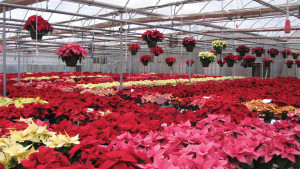 Poinsettia Trials Across The Eastern U.S. To Take Place In Early December