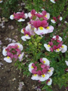 Nemesia 'Nuvo Purple BiColor' from Florensis