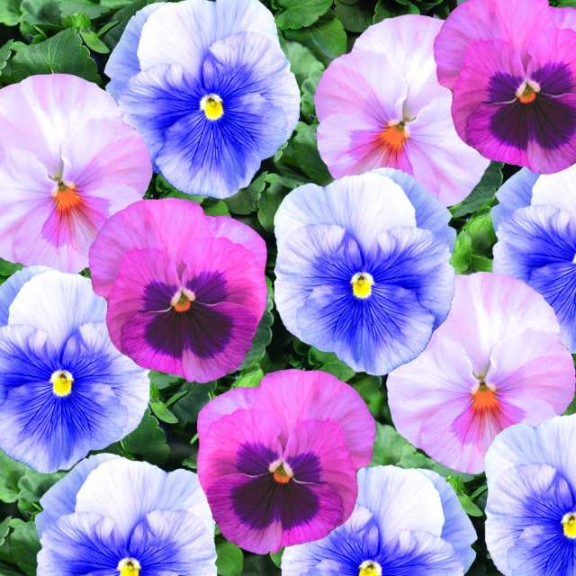 Pansy ‘Delta Cotton Candy Mix’ (Syngenta Flowers)