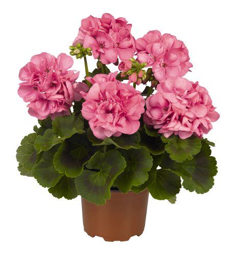 Pelargonium Big Ezee Pink from Dummen Orange