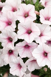 Petunia ‘Supertunia Vista Silverberry' from Proven Winners