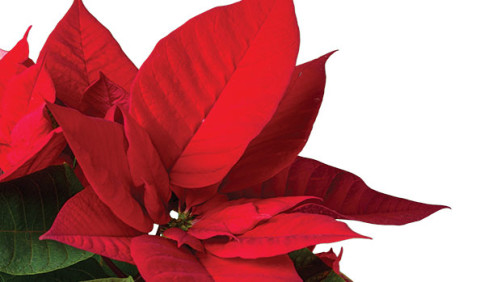 University Of Florida Hosting Poinsettia Short Course In December