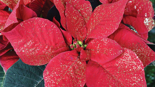 Poinsettia Production On The Decline