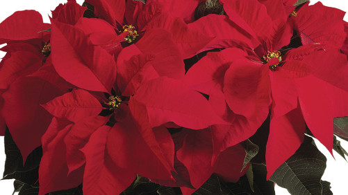 Poinsettia Survey Shows Strong Sales For Greenhouse Growers In 2015