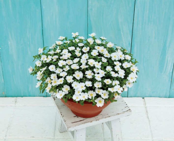 Portulaca 'SunDome White' from Sakata (Best in Show Summer Varieties At The 2015 Dallas Arboretum Field Trials)