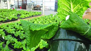 How Calcium Plays A Critical Role In Plant Health