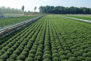 Plant Handling Made Easy