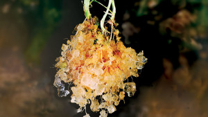 University Of Florida Offering Online Nutrient Management Course In July