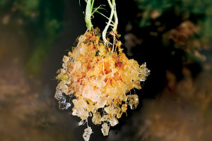 Evonik Industries Facility Tour