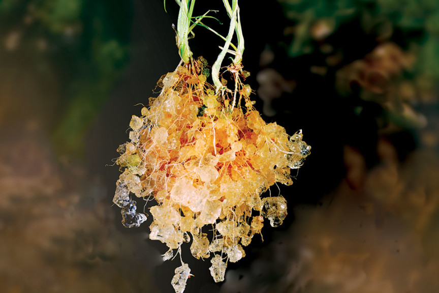 Evonik Industries Facility Tour