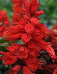 Salvia 'Mojave Red Improved' from Floranova