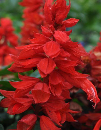 Salvia 'Mojave Red Improved' from Floranova