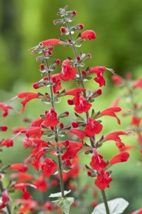 Salvia ‘Summer Jewel Red’ from FleuroSelect