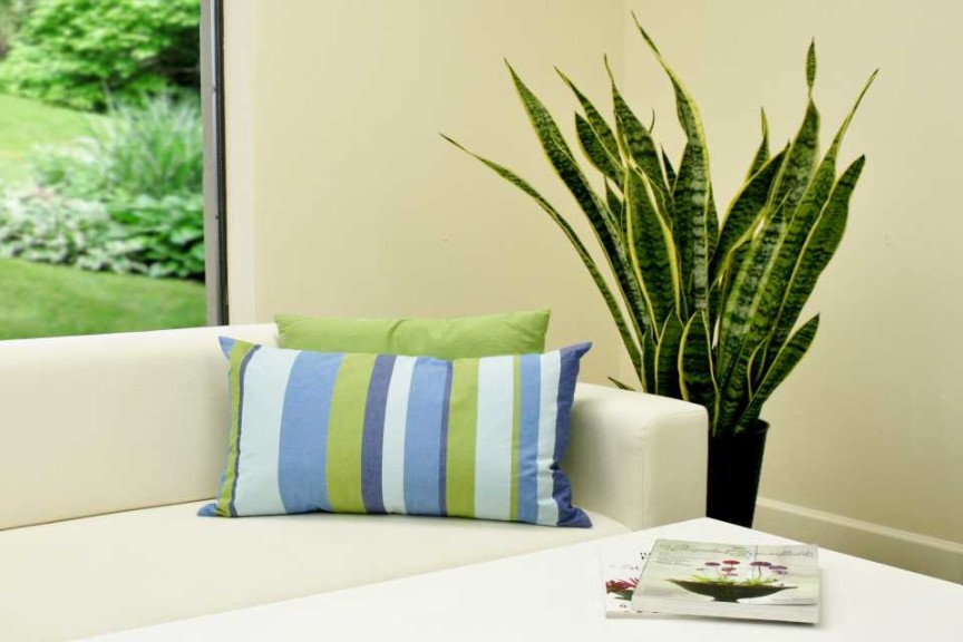 Tropical And Indoor Foliage Plant Trends