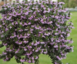 Scaevola 'Scalora Jewel' from Westhoff