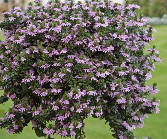 Scaevola 'Scalora Jewel' from Westhoff