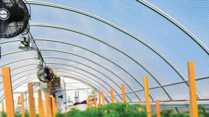 How Light Diffusion Works In The Greenhouse