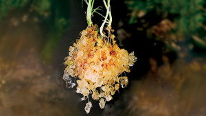 Hydrogel Technology Means Growers And Their Customers Can Water Plants Less