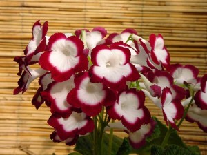 16 New Holiday Crop Alternatives For The Greenhouse
