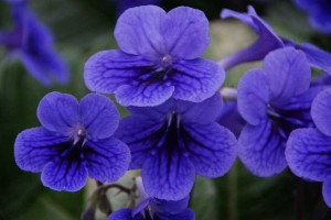 15 Flowering Foliage And Tropical Plants For The Home And Garden