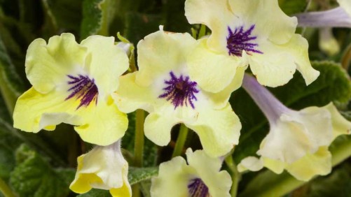 15 Flowering Foliage And Tropical Plants For The Home And Garden