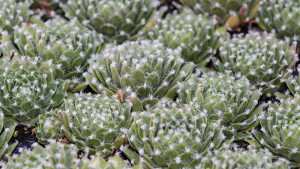 Succulents:  A Mainstay Of The Green Revolution