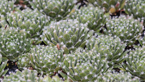 Succulents:  A Mainstay Of The Green Revolution