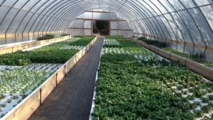 Texas A&M Extension Hosting Aquaponics Workshop In February