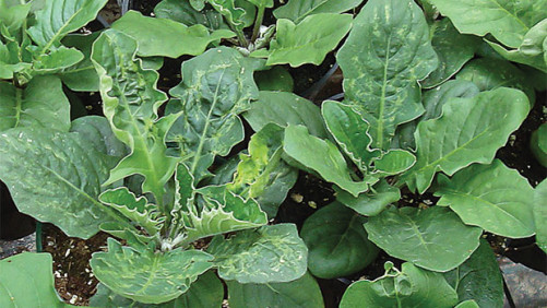 How One New Sensor Has a Nose for Greenhouse Pests