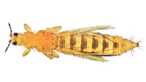 Why It’s Important To Stay One Step Ahead Of Thrips