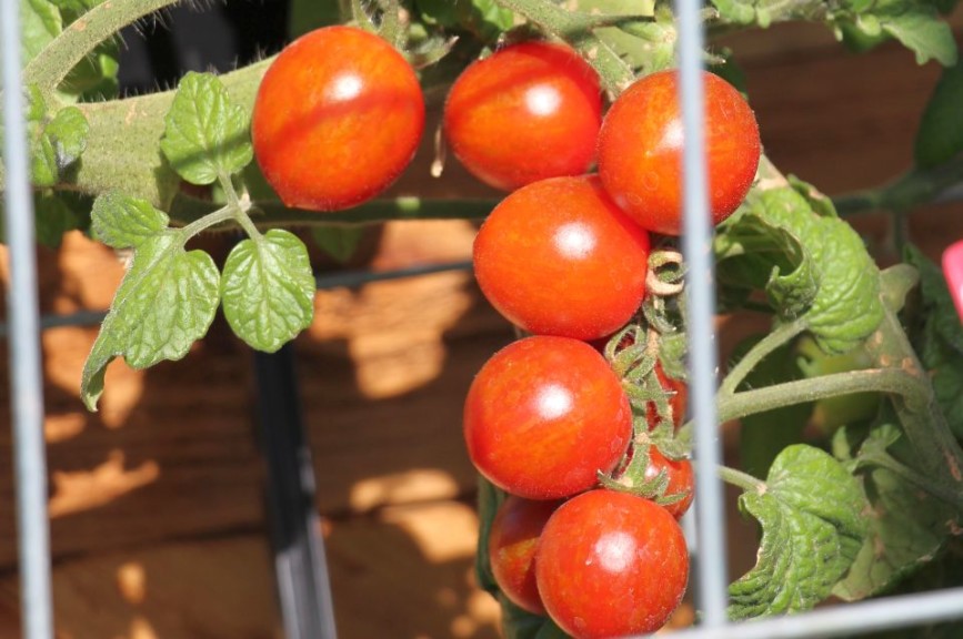 Tomato 'Chocolate Sprinkles' from PanAmerican Seed (2015 Reiman Gardens, Iowa State University Field Trials)