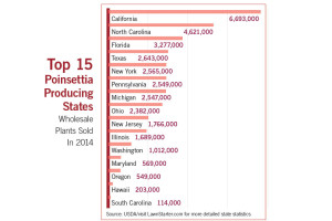 Pity The Poor Poinsettia
