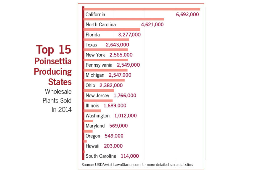Pity The Poor Poinsettia