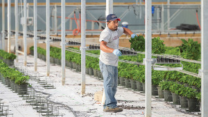 Echo-Veyor Has Made Plant Handling Easier For Greenhouse Growers
