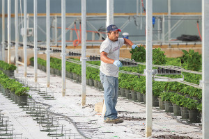 Plant Handling Made Easy