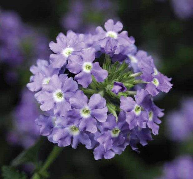 Verbena ‘Lanai Blue Eyes’ (Syngenta Flowers)