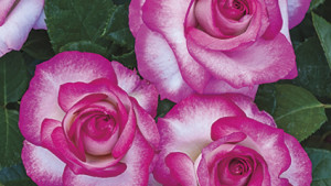 Weeks Roses Introduces New Lineup Of Roses For 2016
