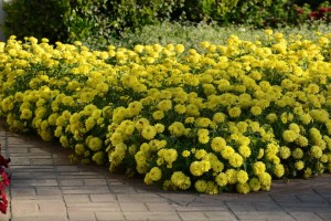 Zinnia 'Double Zahara Yellow' from Ball Horticulture (Oklahoma State University Field Trials)