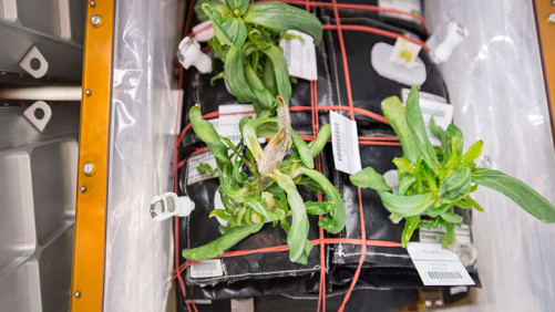 NASA Astronauts Become Gardeners With First Space-Grown Zinnia