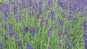 Manage Soil Moisture For  Proper Irrigation Of English Lavender