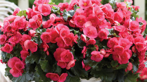 Get A Glimpse At New Annuals For 2017, Debuting At California Spring Trials